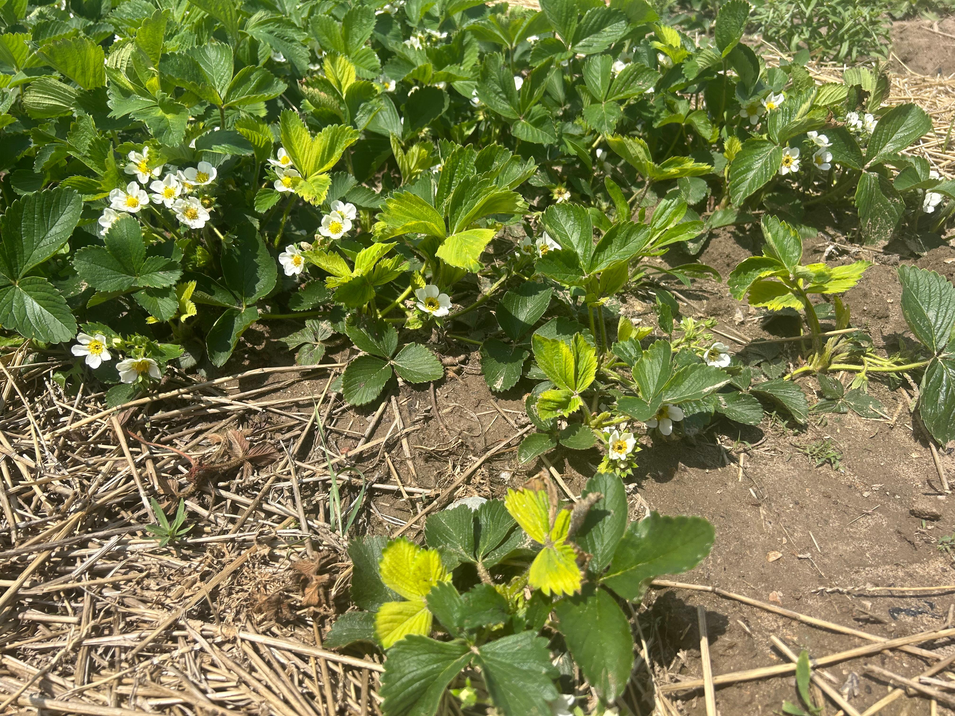 Yellow leaves on strawberry plants caused by glyphosate injury.